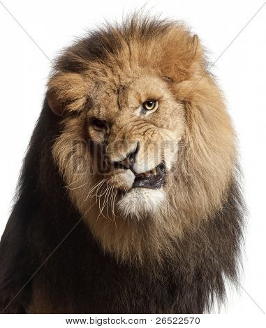 Close-up of León snarling, Panthera leo, 8 años de edad, frente a fondo blanco