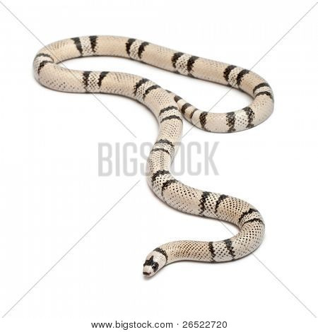 Ghost Honduran milk snake, Lampropeltis triangulum hondurensis, in front of white background