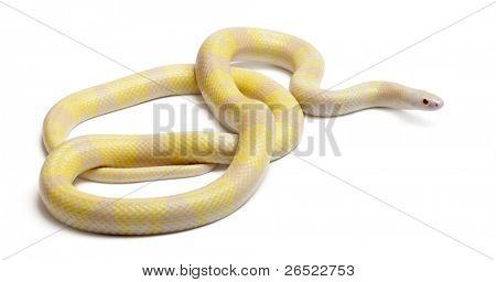 Snow yellow contrast Honduran milk snake, Lampropeltis triangulum hondurensis, in front of white background