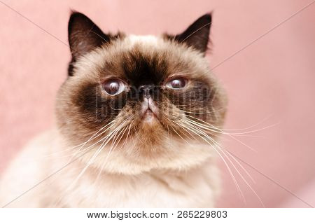 Round Face Of Exotic Persian Short Cutted Cat