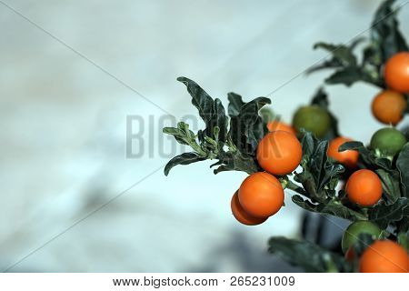 The Berries Of Solanum Pseudocapsicum (jerusalem Cherry)