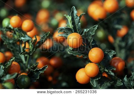 Berries Of Solanum Pseudocapsicum (jerusalem Cherry) Isolated On White Background