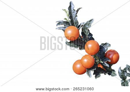 Berries Of Solanum Pseudocapsicum (jerusalem Cherry) Isolated On White Background