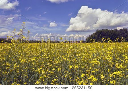 Close Up View Of Coleseed Field In Bloom Under Fluffy White Clouds On Summer Day