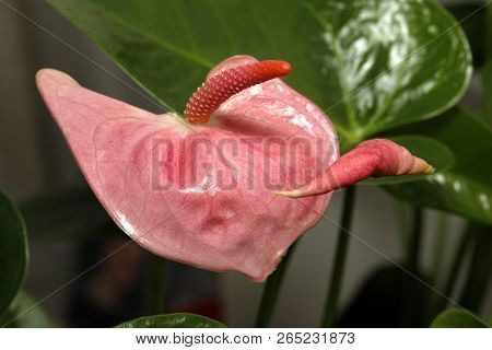 Close-up Of An Anthurium Andraeanum (a Herbaceous Plant From The Rain Forests Of Central And South A