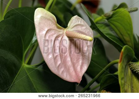 Close-up Of An Anthurium Andraeanum (a Herbaceous Plant From The Rain Forests Of Central And South A