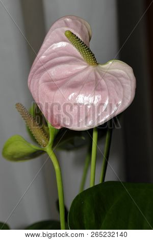 Close-up Of An Anthurium Andraeanum (a Herbaceous Plant From The Rain Forests Of Central And South A