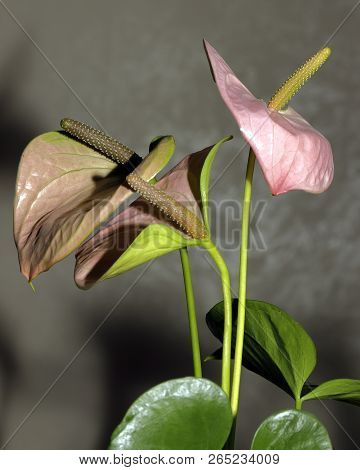 Close-up Of An Anthurium Andraeanum (a Herbaceous Plant From The Rain Forests Of Central And South A