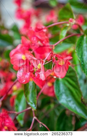 Red Shimmery Wax Begonias Shining After Rain