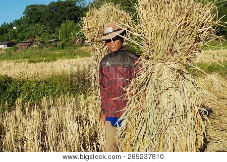 Chiang Mai, Thailand - November 15, 2008: Unidentified Man Of Chan Hill Tribe Harvests Rice In Chian