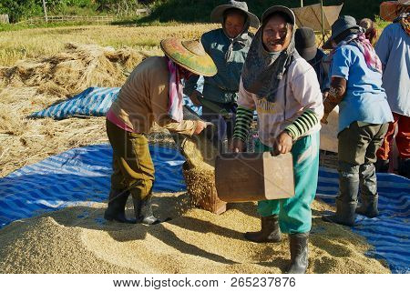 Chiang Mai, Thailand - November 15, 2008: Unidentified People Of Chan Hill Tribe Harvests Rice In Ch