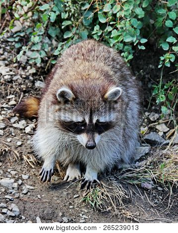 Raccoon Poloskun, Or The American Raccoon (procyon Lotor). Raccoon Can Grab And Hold Objects With Fr