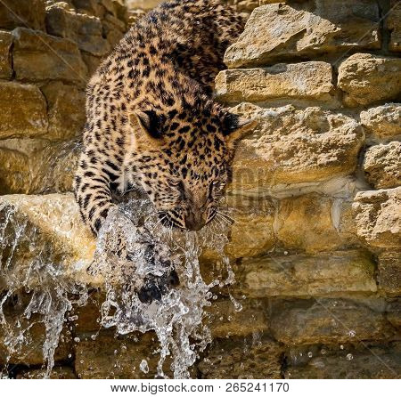 Curious Cub Far Eastern Leopard. 