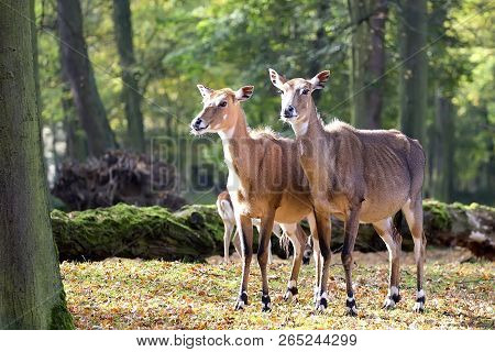 Nilgai In A Clearing In The Forest