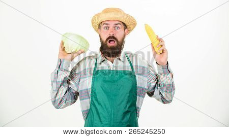 Fresh Organic Vegetable Harvest. Hipster Gardener In Apron Hold Vegetable. Man Bearded Presenting Co