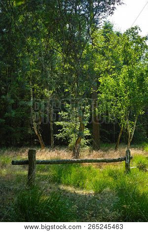 Kempen Forest In Brabant, Netherlands, Healthy Walking In Sunny Day In Pine Forest With Green Grass