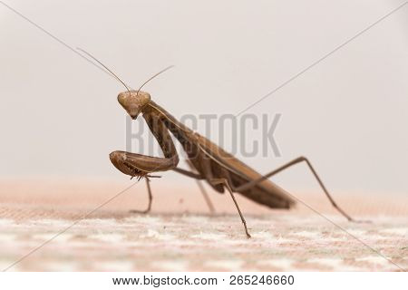 Brown Praying Mantis, Praying Mantis, Hunter Insect