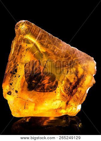 Amazing Baltic Amber With Frozen In This Piece A Fly , Isolated On Black Background.