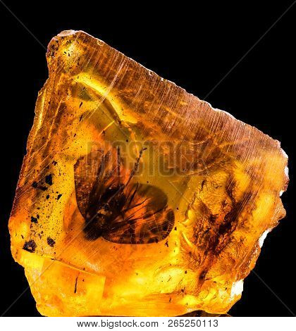 Amazing Baltic Amber With Frozen In This Piece A Fly , Isolated On Black Background, Close Up Photo