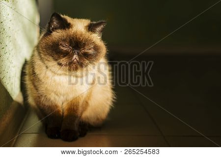 Cute Persian Exotic Cat Screws Up Her Eyes In Sunlight. Selective Focus