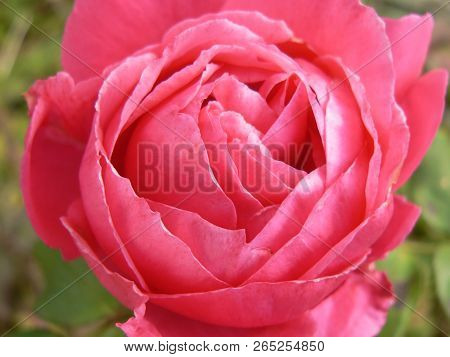Pink Rose In Blossom , Makro Nature Nice