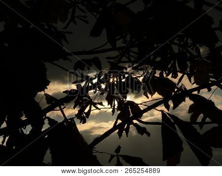 Silhouette, Sun Behind The Bushes Suntime Dark
