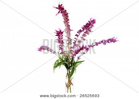 Tuore poimittuja kukkia violetti lavender kirkas lasi kukka maljakko. eristetty valkoisella huoneessa, y
