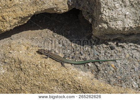 Iberian Lizard Basking In The Sun, Podarcis Hispanicus
