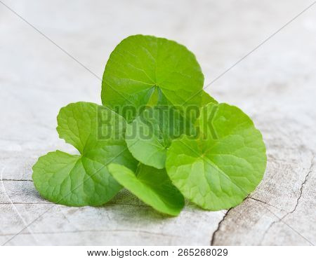 Centella Asiatica, Asiatic Pennywort,(centella Asiatica (linn.) Urban.)on Wood