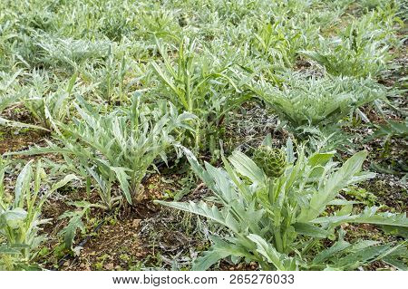 Green Artichoke Field Agriculture (turkey Izmir Urla)