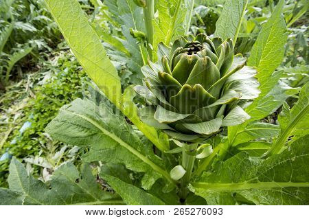 Green Artichoke Field Agriculture (turkey Izmir Urla)