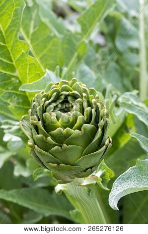 Green Artichoke Field Agriculture (turkey Izmir Urla)