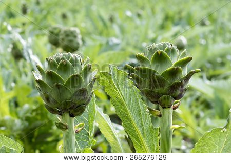 Green Artichoke Field Agriculture (turkey Izmir Urla)