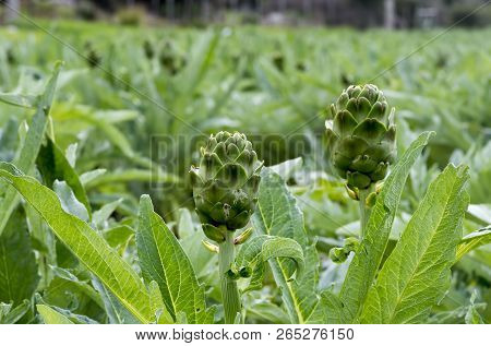 Green Artichoke Field Agriculture (turkey Izmir Urla)