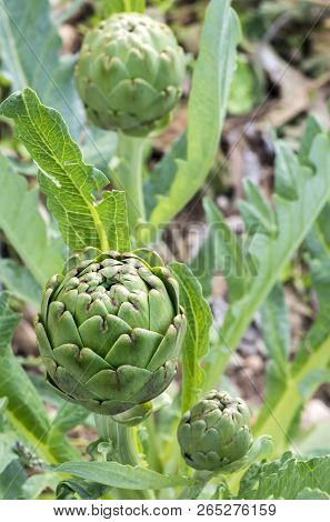 Green Artichoke Field Agriculture (turkey Izmir Urla)