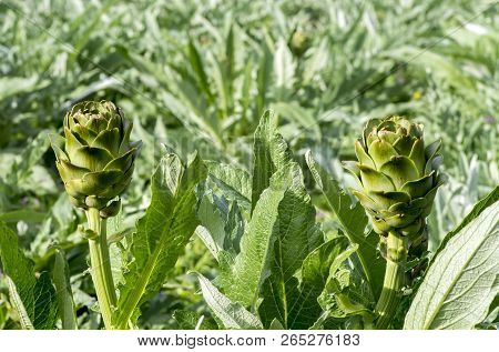 Green Artichoke Field Agriculture (turkey Izmir Urla)