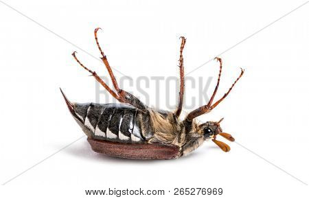 Summer chafer or European june beetle, Amphimallon solstitiale, in front of white background