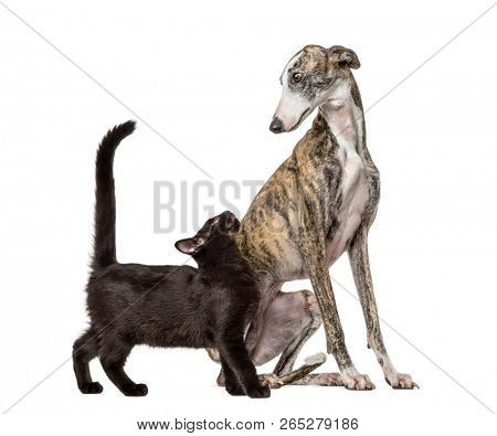 Slim galgo dog and Mixed-breed black cat, in front of white background