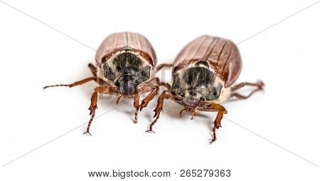 Summer chafer or European june beetle, Amphimallon solstitiale, in front of white background