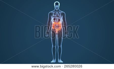 A 3d Image Of Large Intestine Or Gut