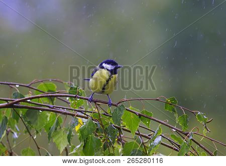 Bird Tit Sitting On Birch Branches During The Cold Rain In The Autumn Park