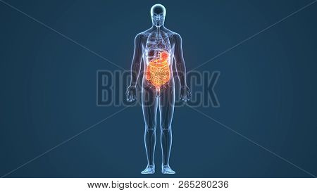 3d Illustration Of Human Digestive System Anatomy (stomach With Small Intestine)