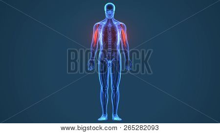 3d Illustration Of Medically Accurate Illustration Of The Brachialis