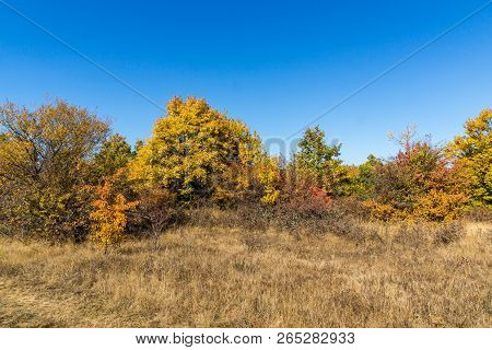 Amazing Autumn Landscape Of Cherna Gora (monte Negro) Mountain, Pernik Region, Bulgaria