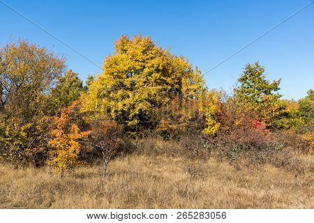 Amazing Autumn Landscape Of Cherna Gora (monte Negro) Mountain, Pernik Region, Bulgaria