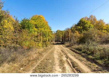 Amazing Autumn Landscape Of Cherna Gora (monte Negro) Mountain, Pernik Region, Bulgaria