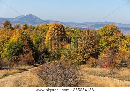Amazing Autumn Landscape Of Cherna Gora (monte Negro) Mountain, Pernik Region, Bulgaria