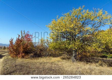 Amazing Autumn Landscape Of Cherna Gora (monte Negro) Mountain, Pernik Region, Bulgaria