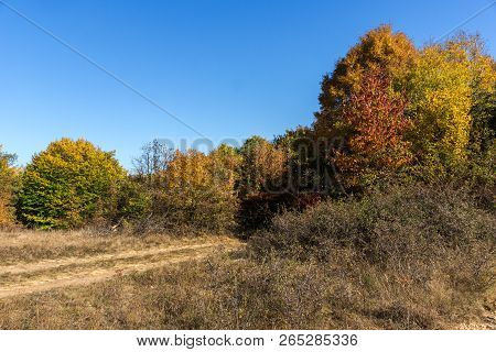 Amazing Autumn Landscape Of Cherna Gora (monte Negro) Mountain, Pernik Region, Bulgaria