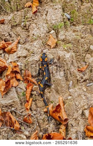 Europaean Fire Salamander (salamandra Salamandra) Romania, Sibiu County